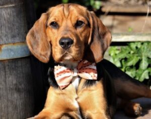 bow tie for boy dog